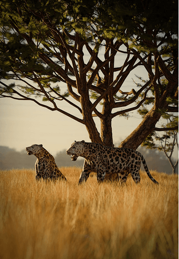Jungle Safari